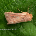 clay wainscot (Mythimna ferrago) Kenneth Noble